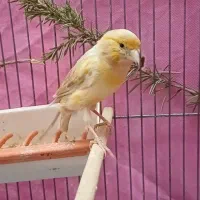 قناری ماده جفتی سهره اماده|پرنده|فردیس, نگارستان|دیوار