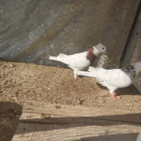 طوقی نرا ماده