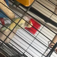 طوطی برزیلی|پرنده|تهران, هلال احمر|دیوار