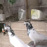 کفتر یک جفت تیدی  پاکستانی  بلندپرواز نر و ماده|پرنده|شیراز, رکن‌آباد|دیوار