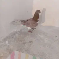 چند عدد کبوتر