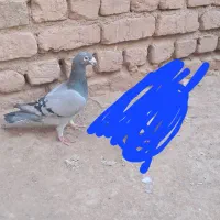 کفتر سبز