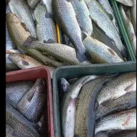 فروش وحمل ماهی