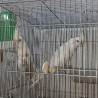 عروس هلندی نروماده و تکی|پرنده|یزد, |دیوار