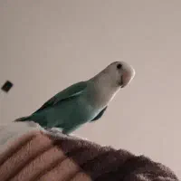 گمشده طوطی کوتوله