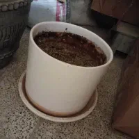 چند عدد گلدان