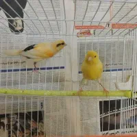 قناری مست بخون|پرنده|مشهد, مهدی آباد (بلوار توس)|دیوار