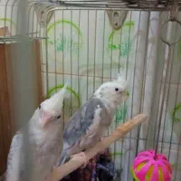 عروس هلندی
