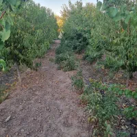 باغ در ارباتان مرند