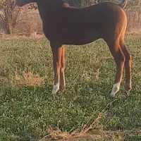 فروش کره نریان درشوری