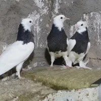 چند جفت گفتر خوشکل