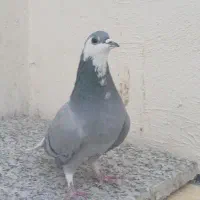 عروس هلندی قفس کبوتر خرقه زره ای|پرنده|اصفهان, مارچین|دیوار