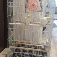 قفس پرنده بزرگ