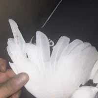کفتر