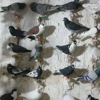 کفتر بوم جفتگاه رنگی کله دم سفید سارسرور پلاکی