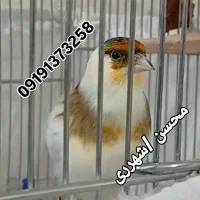 سهره قناری ابلغ دهن لر/سهره قناری سرخ ردی دار|پرنده|تهران, شهید رجایی|دیوار