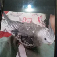 پرنده