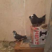 کبوتر|حیوانات|مریوان, |دیوار