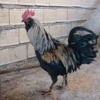 خروس  جوان و زیبا پاپر محلی