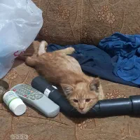 واگذاری بچه گربه|گربه|کرمانشاه, |دیوار