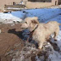 فروشی|سگ|تربت‌حیدریه, حسنی بالا|دیوار