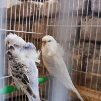 حیوان خونگی|پرنده|فردوس (خراسان), |دیوار