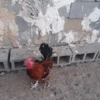 خروس دیلگونی