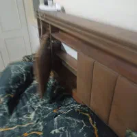 سرویس خواب|تخت و سرویس خواب|شاهین‌شهر, فیض|دیوار