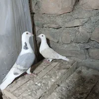 نرو ماده دوکت آلمانی