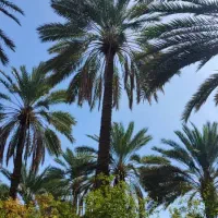 فروش قطعه باغ در مرکز شهرستان  خفر  باب انار