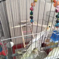 عروس هلندی|پرنده|گلپایگان, |دیوار