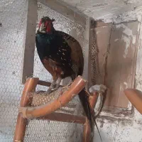 مرغ وخروس واسه نگهداشتن وزیبا سازی منزل