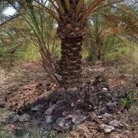 همه کارهای نخل با قیمت مناسب انجام می دهیم|خدمات باغبانی و درختکاری|شادگان, |دیوار