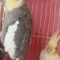 عروس هلندی|پرنده|مشهد, کارمندان دوم|دیوار