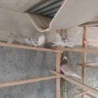 کبوتر|پرنده|معصومیه, |دیوار