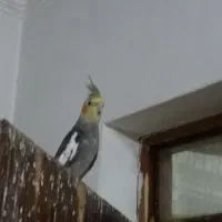 جوجه عروس هلندی دوماهه|پرنده|لاهیجان, آهندان|دیوار