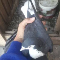 دوعدد کفتر|پرنده|اسفراین, |دیوار