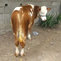 خرید و فروش انواع گاو و گوساله