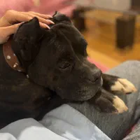 سگ باکسر گمشده در مهرشهر