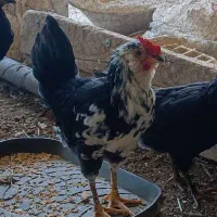 نیمچه مرغ و خروس بهترین نژاد گلین۳۰۰ هزار