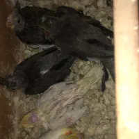 ۵عدد عروس ۳تانر قهوه ای و۲عددزرد ماده چشم شرابی|پرنده|بندر ماهشهر, |دیوار