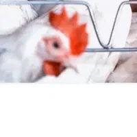 مرغ و خروس سفید و نیپل ابخوری