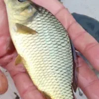 بچه ماهی گرمابی درشت