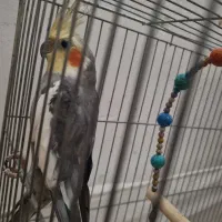 دوعدد عروس هلندی ویک بچه گربه