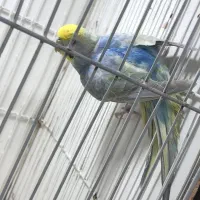 مرغ عشق رینبو|پرنده|گنبد کاووس, |دیوار