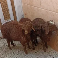 3رئس بره نرسالم سرحال