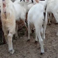 کهره و بره و بز و گوسفند