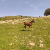 اسب|اسب و تجهیزات اسب‌سواری|بروجرد, |دیوار