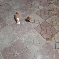 جفت شهری زرد