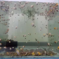 حلزون سیب|ماهی|گرگان, |دیوار